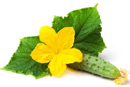 fresh cucumber with flower and leaves isolated on the whiteの写真素材