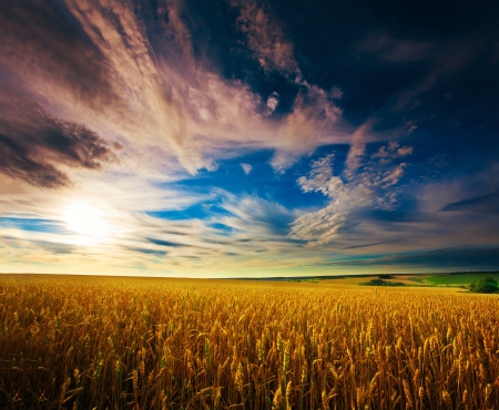 landscape  Ukrainian wheat field on the background of texture skyの写真素材