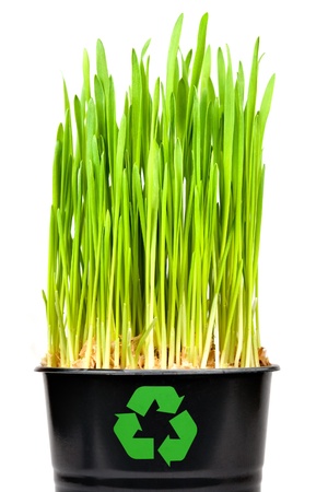 green grass isilateg on white  macroの写真素材