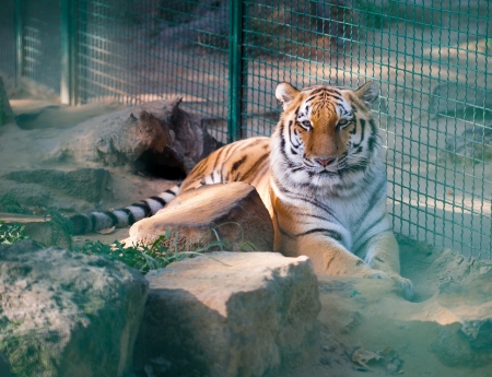 Tiger in a cage at the zooの写真素材