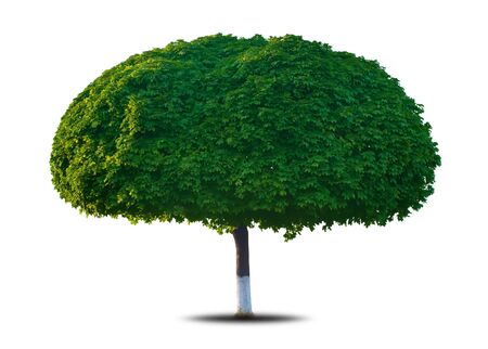 beautiful green maple tree isolated on a whiteの写真素材