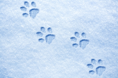 cat paw tracks on the snowの写真素材