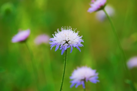 blue wildflowersの写真素材