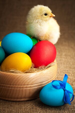 small chick with easter eggsの写真素材