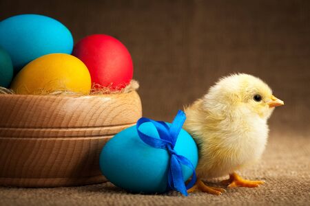 small chick with easter eggsの写真素材