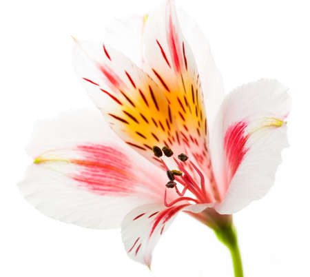 beautiful Astromeriya flower isolated on white backgroundの写真素材