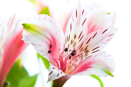 beautiful Astromeriya flower isolated on white backgroundの写真素材