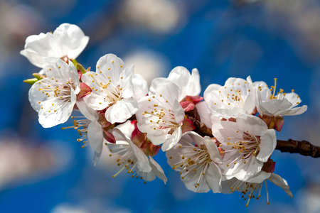 Flowers of apricot on a blue sky background の写真素材