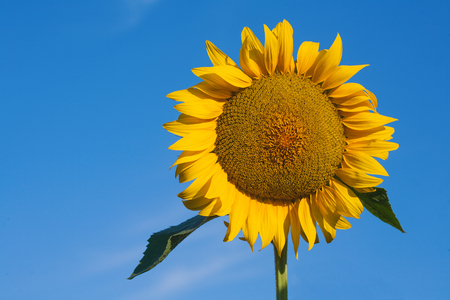 sun flower against a blue skyの写真素材