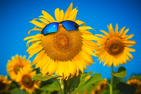 sunflowers in sun glasses on a blue sky backgroundの写真素材