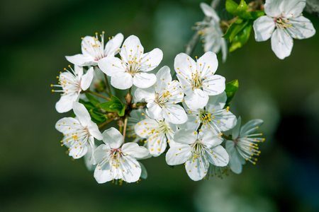 Spring blossom: branch of a blossoming tree on greenの写真素材