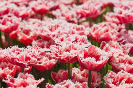 lots of fresh red tulip in the fieldの写真素材