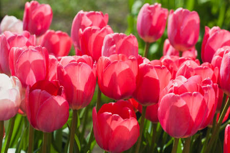 lots of fresh red tulip in the fieldの写真素材
