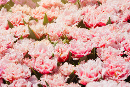 colorful blooming tulips in the spring gardenの写真素材