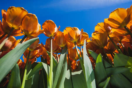 lots of Fresh colorful tulips in warm sunlightの写真素材