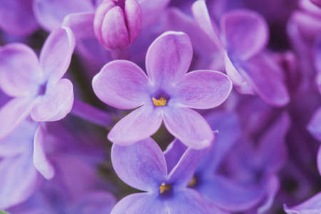 biautiful lilac flowers close up. macroの写真素材