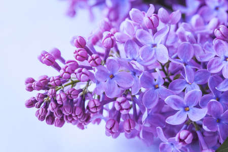 blooming biautiful lilac flowers close up. macroの写真素材