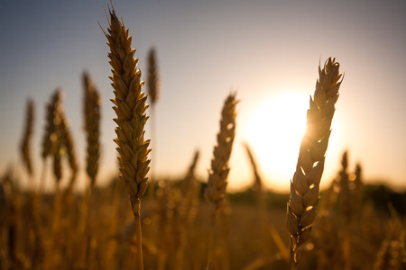 wheat field at sunsetの写真素材
