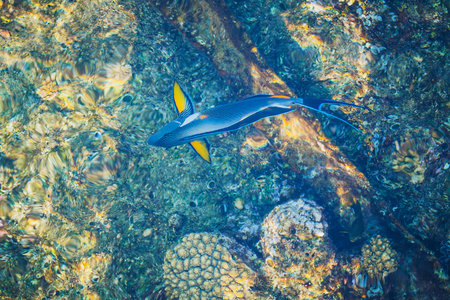 blue parrotfish top view