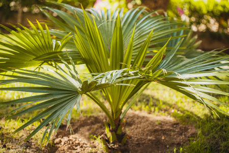 Palm treeの写真素材