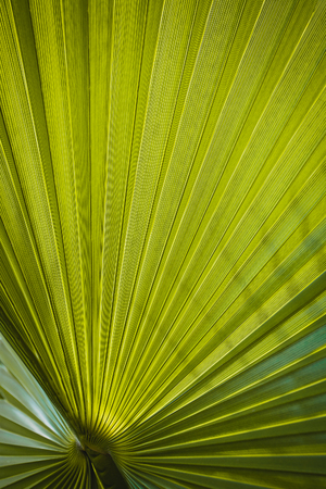 Green palm leaf with radial veins with radiant color viewed against bright sunlightの写真素材
