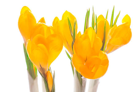 yellow Crocus on white background.の写真素材