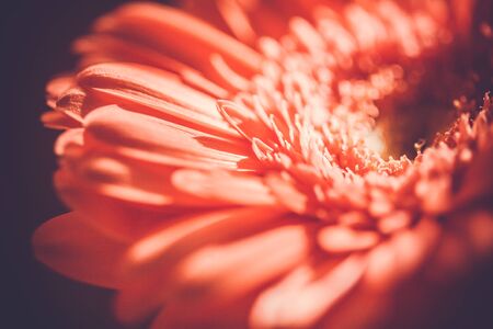 gerbera flower petalsの写真素材