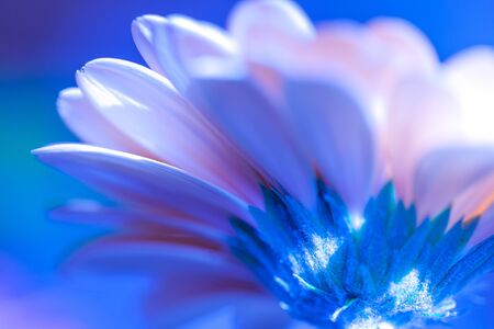 gerbera flower petalsの写真素材