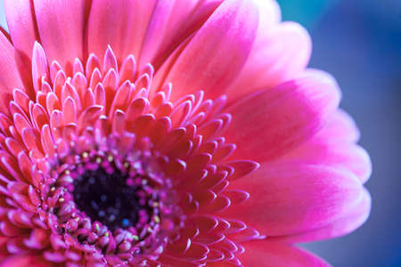 gerbera flower petalsの写真素材