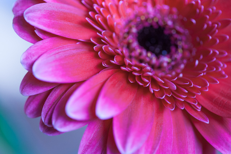 gerbera flower petalsの写真素材