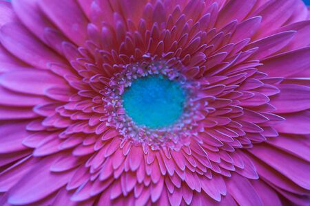 gerbera flower petalsの写真素材
