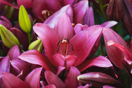 beautiful pink lilies in the summer gardenの写真素材