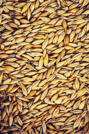 barley grain background view from the top close upの写真素材
