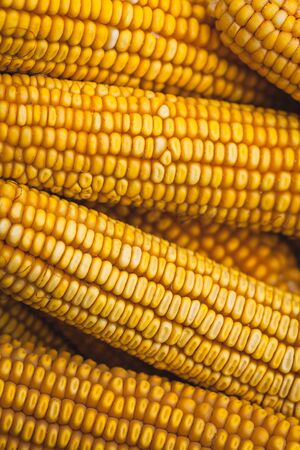 Grains of ripe corn. Macro image.の写真素材