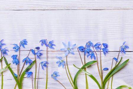Still life with spring blue snowdrop flowersの写真素材