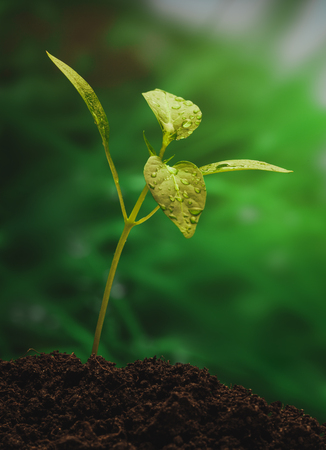 Young sprout on the green background. Closeup.の写真素材