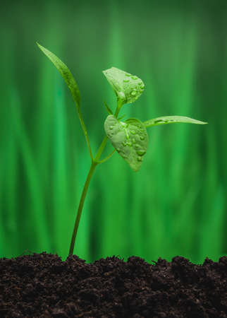 Young sprout on the green background. Closeup.の写真素材