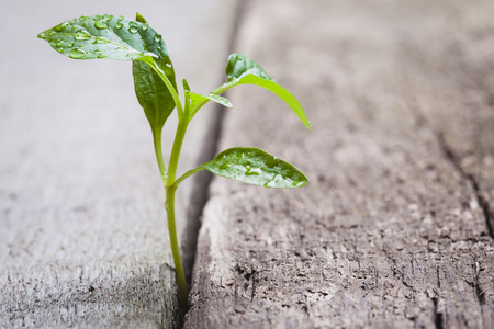 sprout sprouting across the old wooden floorの写真素材