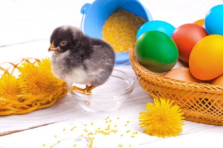 small chick with easter eggs on the white wooden tableの写真素材