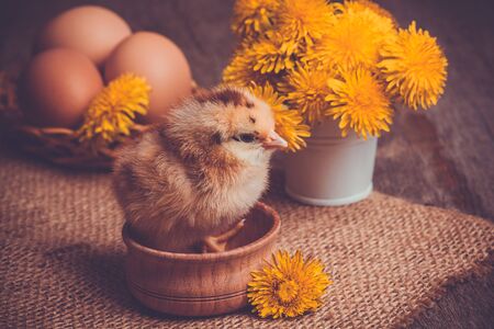 small chick with eggs on the wooden tableの写真素材