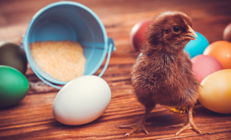 chicken with Easter eggs on the wooden backgroundの写真素材