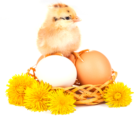 little chicken with dandelion isolated on the whiteの写真素材