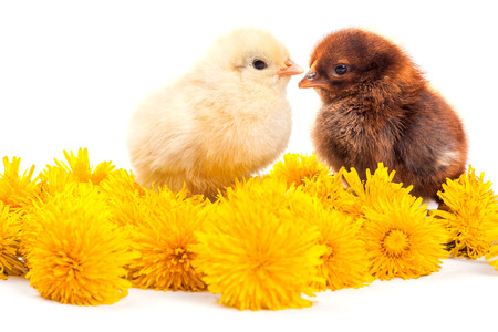 little chickens with dandelion isolated on the whiteの写真素材