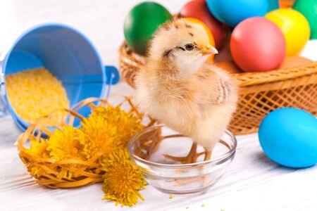 small chick with easter eggs on the white wooden tableの写真素材