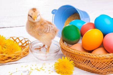 small chick with easter eggs on the white wooden tableの写真素材