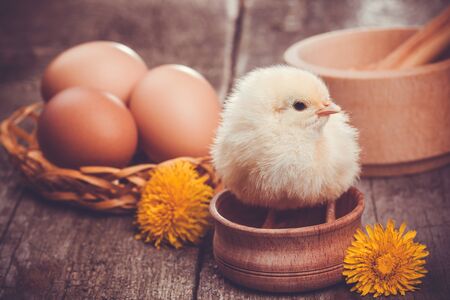 small chick with eggs on the wooden tableの写真素材