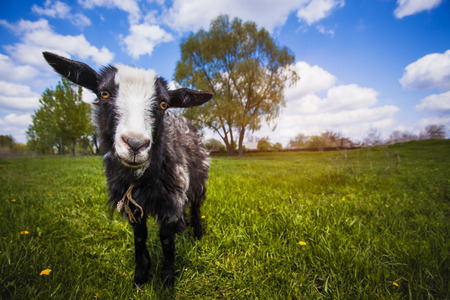 Black Goat on the green summer meadowの写真素材