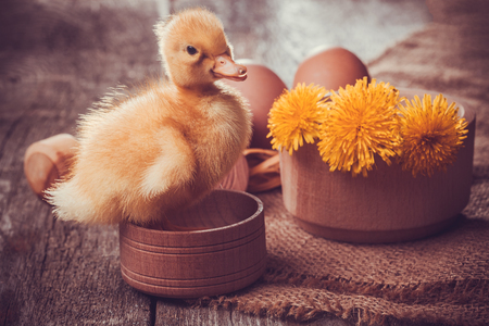 small duckling with eggs on the wooden tableの写真素材