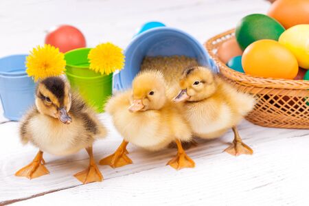 small ducklings with easter eggs on the white wooden tableの写真素材