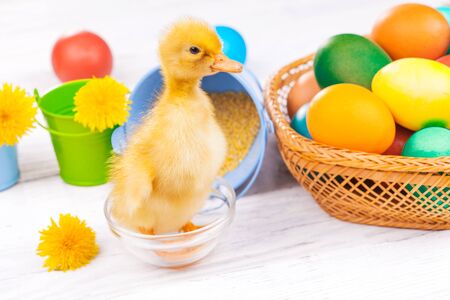 small duckling with easter eggs on the white wooden tableの写真素材